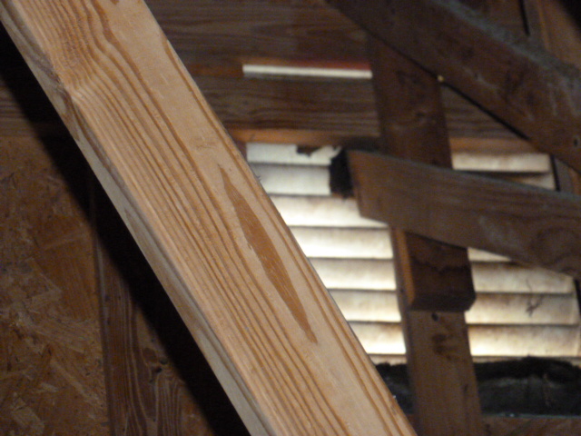 Recent attic inspection and found 3 bats in the gable vent. A call to pest control. 